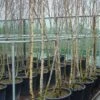 Meerstammige Berk (Betula Pendula) -Tuinplanten Winkel 041betulapendulameerstammmig 4