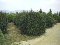 Camelia (Camellia Sasanqua) -Tuinplanten Winkel 057camelliasasanquabol 45 9