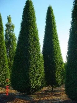 Haagbeuk Als Pyramide (Carpinus Betulus 'Fastigiata' ) -Tuinplanten Winkel 064carpinusbet.fastigiataegypt.pir 3