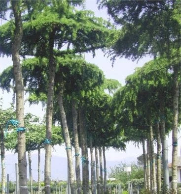 Ceder Als Dakboom (Cedrus Deodara 'Pendula') 5 Ceder Als Dakboom (Cedrus Deodara 'Pendula') - Afbeelding 3