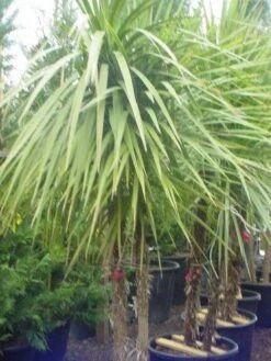 Cordyline (Cordyline Australis) 21 Cordyline (Cordyline Australis) -Tuinplanten Winkel 095cordylineaustralis 8