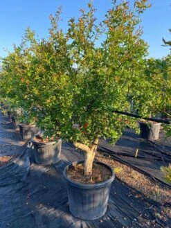 Granaatappel Als Solitair (Punica Granatum) -Tuinplanten Winkel 0d70ea46 8976 408d 9b48 acb41f65187b