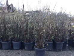 Winterzoet (Chimonanthus Praecox) -Tuinplanten Winkel 10