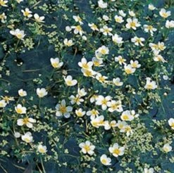 Waterranonkel (Ranunculus Aquatilis) -Tuinplanten Winkel 11520 ranunculus aquatilis