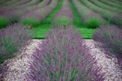 Lavendel (Lavandula Intermedia 'Phenomenal'') -Tuinplanten Winkel 11 1