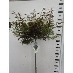 Noorse Esdoorn Op Stam (Acer Platanoides 'Crimson Sentry') -Tuinplanten Winkel 130cm 1