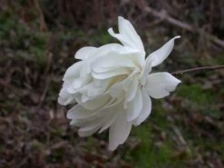 Beverboom (Magnolia Loebneri 'Wildcat') 8 Beverboom (Magnolia Loebneri 'Wildcat') -Tuinplanten Winkel 139895 2 x loebneri wildcat 319