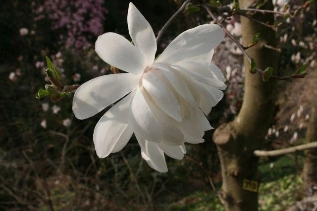 Beverboom (Magnolia Loebneri 'Wildcat') 4 Beverboom (Magnolia Loebneri 'Wildcat') - Afbeelding 2