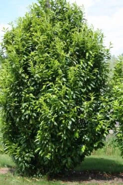 Laurier (Prunus Laurocerasus 'Genolia') -Tuinplanten Winkel 13 sel prunus genolia arbuste mai 300