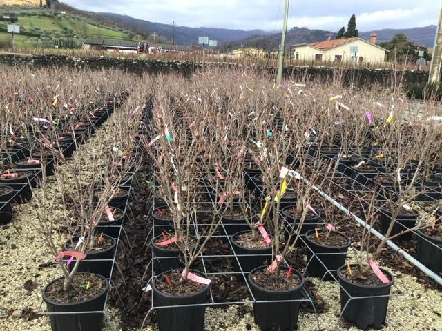 Kornoelje (Cornus Kousa 'Schmetterling') 5 Kornoelje (Cornus Kousa 'Schmetterling') - Afbeelding 3