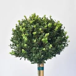 Japanse Hulst Als Bol Op Stam (Ilex Crenata 'Dark Green') -Tuinplanten Winkel 1525800 v 1