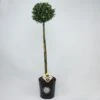 Japanse Hulst Als Bol Op Stam (Ilex Crenata 'Dark Green') -Tuinplanten Winkel 1534454 v 1