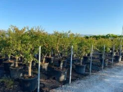 Granaatappel Als Solitair (Punica Granatum) -Tuinplanten Winkel 15be7c66 13af 4a57 9655 a81cdb079c56 1