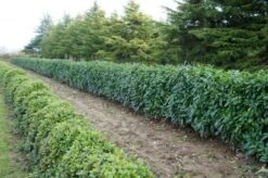 Laurier (Prunus Laurocerasus 'Genolia') -Tuinplanten Winkel 17 sel prunus genolia haie 300
