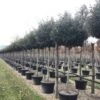 Olijfwilg Als Boom (Elaeagnus Ebbingei 'Compacta') 2 Olijfwilg Als Boom (Elaeagnus Ebbingei 'Compacta') -Tuinplanten Winkel 18