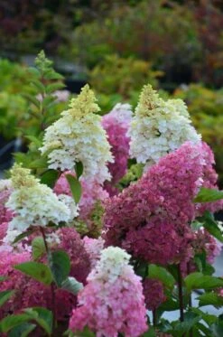 Pluimhortensia (Hydrangea Paniculata 'Fraise Melba') -Tuinplanten Winkel 18 hydrangea paniculata fraise melba renba pepiren 30aout13