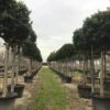 Liguster Als Boom (Ligustrum Japonicum 'Texanum') -Tuinplanten Winkel 19