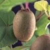 Kiwiplant (Actinidia 'Jenny') -Tuinplanten Winkel 1actinidia deliciosa jenny