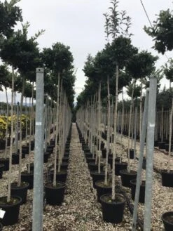 Liguster Als Boom (Ligustrum Japonicum 'Texanum') 5 Liguster Als Boom (Ligustrum Japonicum 'Texanum') -Tuinplanten Winkel 20