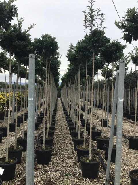 Liguster Als Boom (Ligustrum Japonicum 'Texanum') 4 Liguster Als Boom (Ligustrum Japonicum 'Texanum') - Afbeelding 2