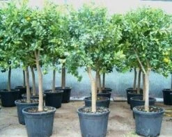 Calamondino (Citrus Calamondino)