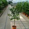 Limoen (Citrofortunella Lemon) 1 Limoen (Citrofortunella Lemon) -Tuinplanten Winkel 20050830213017 1