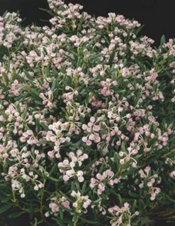 Lavendelheide (Andromeda Polifolia 'Blue Ice') -Tuinplanten Winkel 20060517165751 1