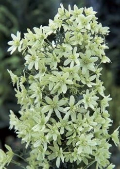 Bosrank, Groenblijvend (Clematis 'Pixie')
