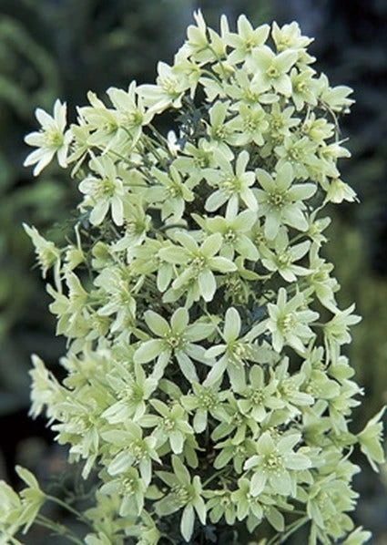 Bosrank, Groenblijvend (Clematis 'Pixie') 3 Bosrank, Groenblijvend (Clematis 'Pixie')