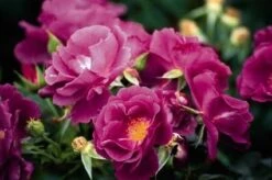 Roos (Rosa 'Rhapsody In Blue') -Tuinplanten Winkel 20060518170440 1 1