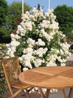 Miniklimroos (Rosa 'Guirlande D'Amour') 10 Miniklimroos (Rosa 'Guirlande D'Amour') -Tuinplanten Winkel 20060518173607 1