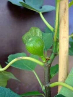 Vijg (Ficus Carica 'Brown Turkey') -Tuinplanten Winkel 20060828124159 2