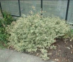 Abelia (Abelia Grandiflora 'Compacta') -Tuinplanten Winkel 20070613234549 2