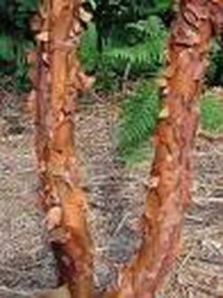 Papieresdoorn (Acer Griseum) -Tuinplanten Winkel 20070629145511 5