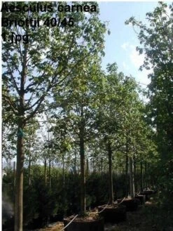 Kastanjeboom (Aesculus Carnea 'Briotii')