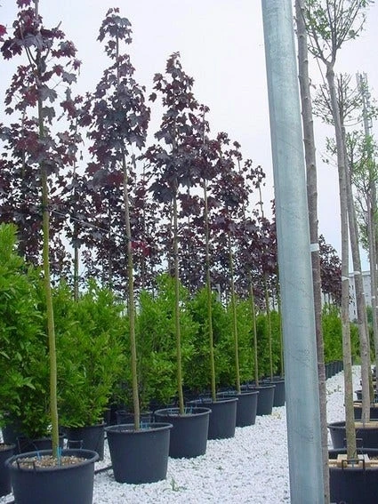 Rode Esdoorn (Acer Platanoides 'Crimson King') 6 Rode Esdoorn (Acer Platanoides 'Crimson King') - Afbeelding 4