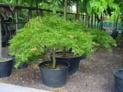 Japanse Esdoorn (Acer Palmatum 'Dissectum') -Tuinplanten Winkel 20070701221729 11