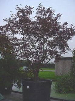Japanse Esdoorn (Acer Palmatum 'Bloodgood') -Tuinplanten Winkel 20070701222051 12