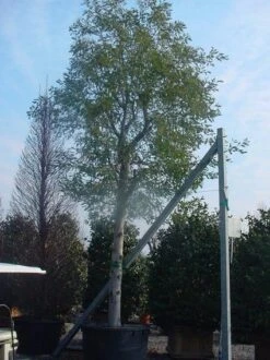 Mimosa (Acacia Dealbata) 15 Mimosa (Acacia Dealbata) -Tuinplanten Winkel 20070701224959 7