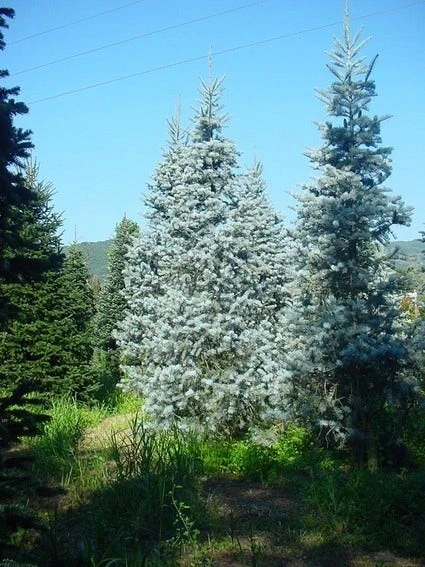Colorado Zilverspar (Abies Concolor) 5 Colorado Zilverspar (Abies Concolor) - Afbeelding 3