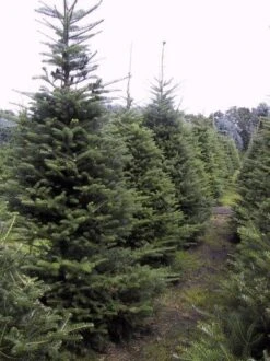 Koreaanse Zilverspar (Abies Koreana) -Tuinplanten Winkel 20070701225427 6