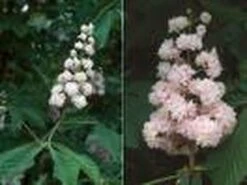 Paardenkastanje (Aesculus Hippocastanum 'Baumannii') -Tuinplanten Winkel 20070702095331 17