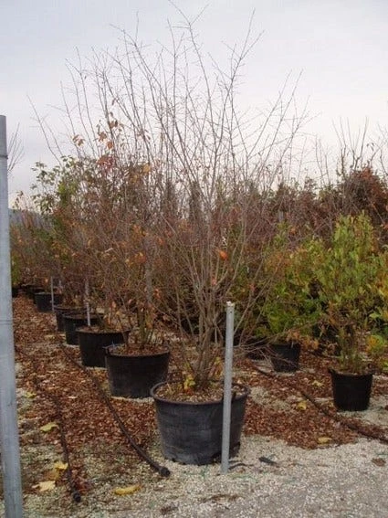 Canadese Krentenboom (Amelanchier Canadensis) 4 Canadese Krentenboom (Amelanchier Canadensis) - Afbeelding 2