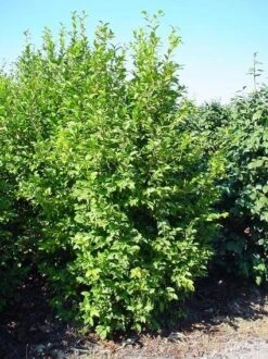 Camelia (Camellia Sasanqua) -Tuinplanten Winkel 20070711001711 18 9 9