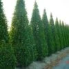 Haagbeuk Als Pyramide (Carpinus Betulus 'Fastigiata' ) -Tuinplanten Winkel 20070717190135 3