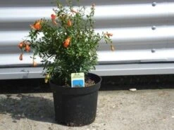 Granaatappel Als Struik (Punica Granatum) 11 Granaatappel Als Struik (Punica Granatum) -Tuinplanten Winkel 20070801142819 7