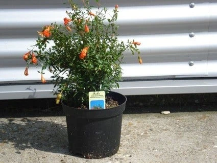 Granaatappel Als Struik (Punica Granatum) 5 Granaatappel Als Struik (Punica Granatum) - Afbeelding 3