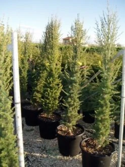 Zuilvormige Ceder (Cedrus Libani 'Fastigiata') -Tuinplanten Winkel 20070814180447 11