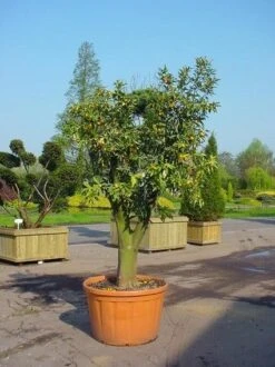Kumquat (Citrus Kumquat) -Tuinplanten Winkel 20070814193018 7