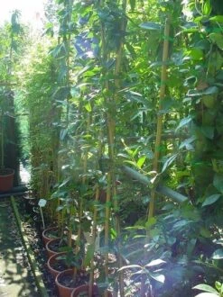 Bosrank, Groenblijvend (Clematis Armandii) 13 Bosrank, Groenblijvend (Clematis Armandii) -Tuinplanten Winkel 20070814193958 5